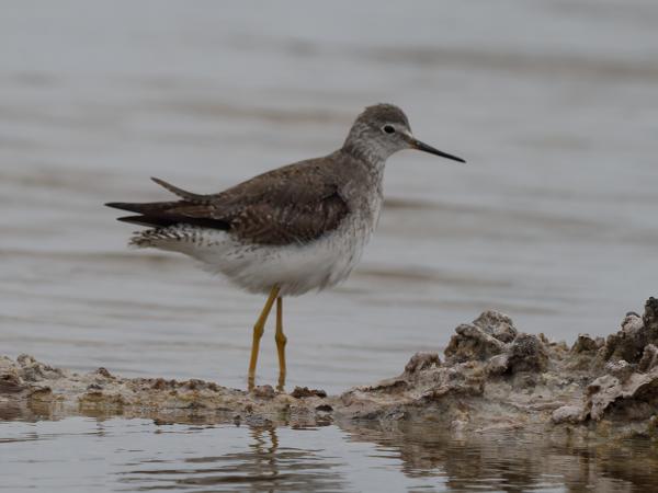 Kleine geelpootruiter (Tringa flavipes)